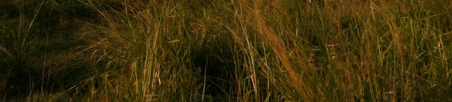 HIMC evening on grass full-width